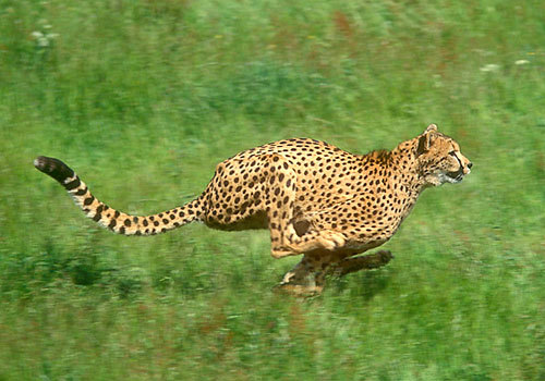 世界一走るのが速い動物