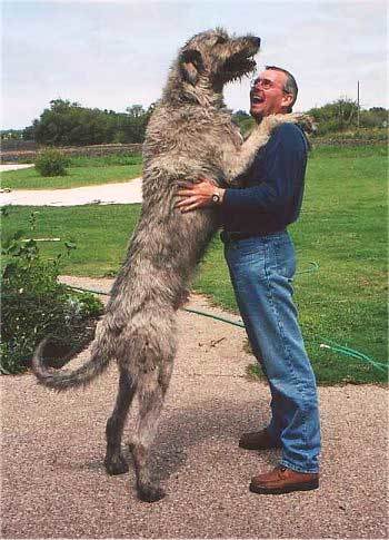 世界一大きいイヌ