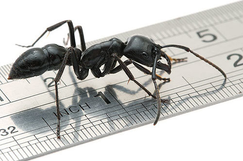 世界一大きい蟻