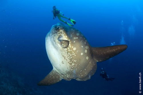世界一大きい硬骨魚類