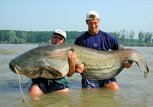 世界一大きい淡水魚