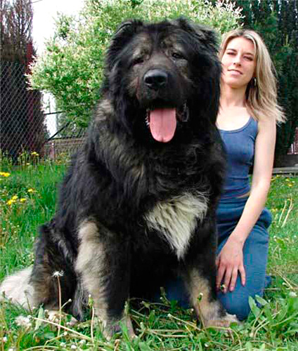 巨大な犬