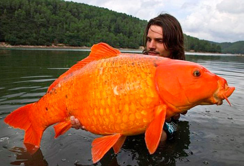 巨大な金魚