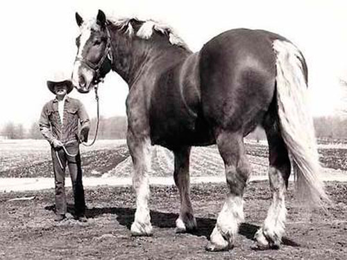 巨大な馬
