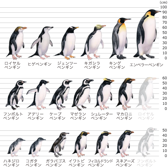 ペンギンの身長ランキング サイズブログ