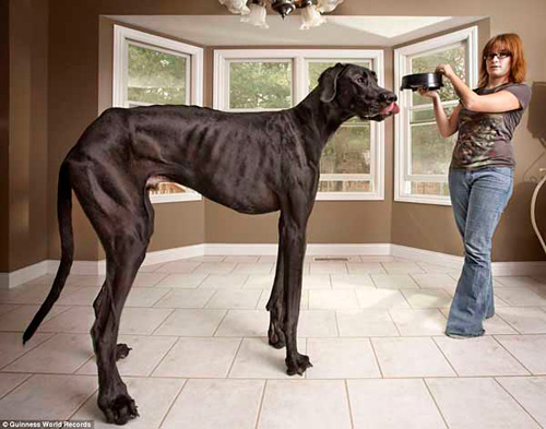 背の高い犬